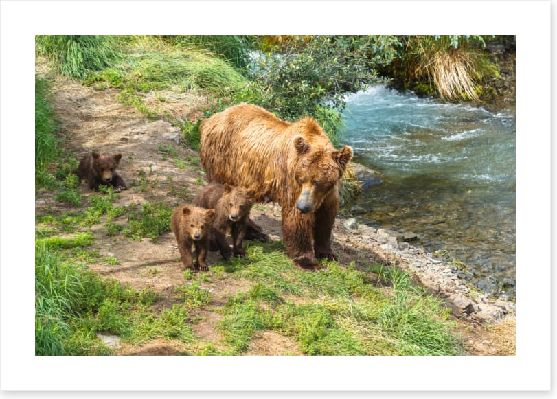Grizzly cubs