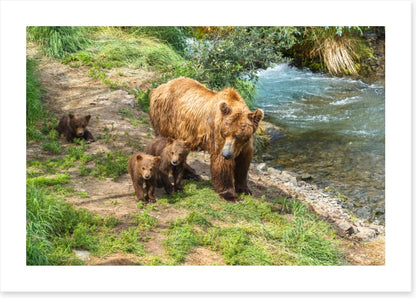 Grizzly cubs