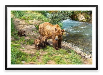 Grizzly cubs
