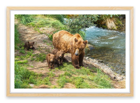 Grizzly cubs