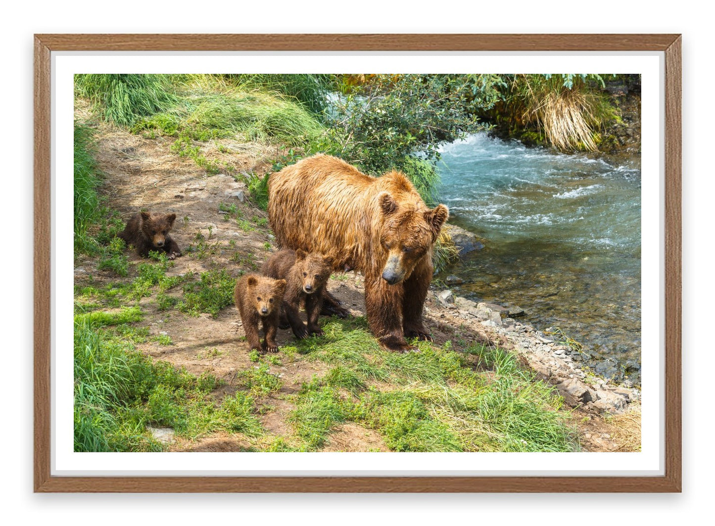 Grizzly cubs