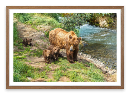 Grizzly cubs