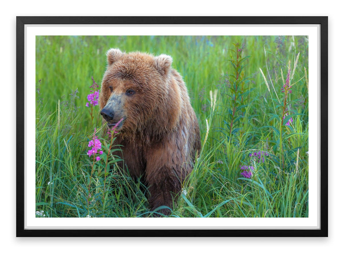 Bear in the grass