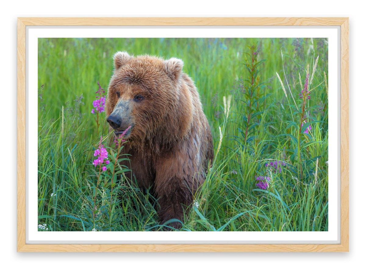 Bear in the grass