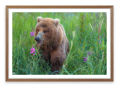 Bear in the grass