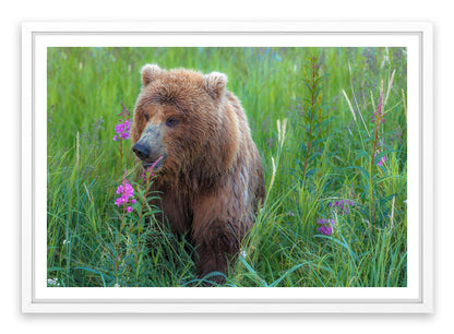 Bear in the grass