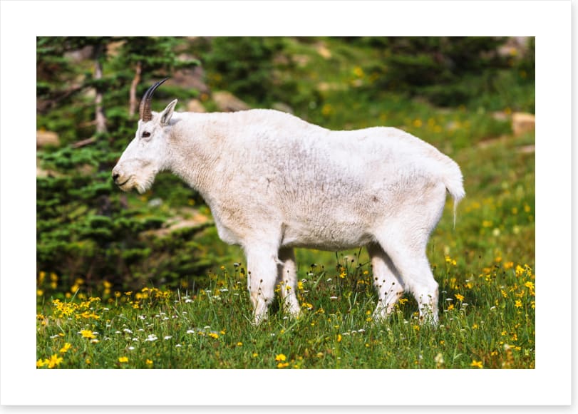 Billy goat gruff