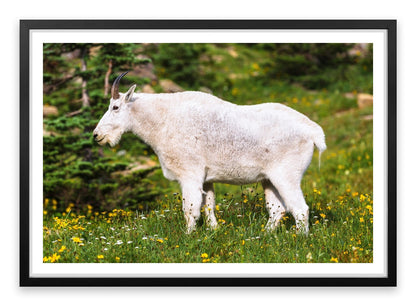Billy goat gruff