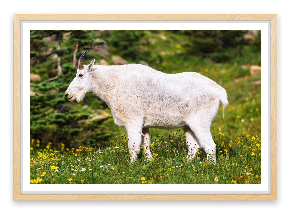 Billy goat gruff