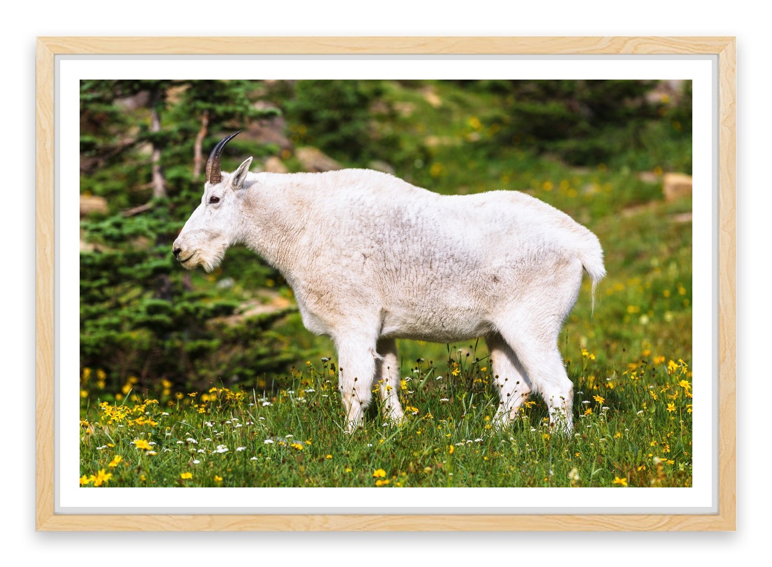 Billy goat gruff