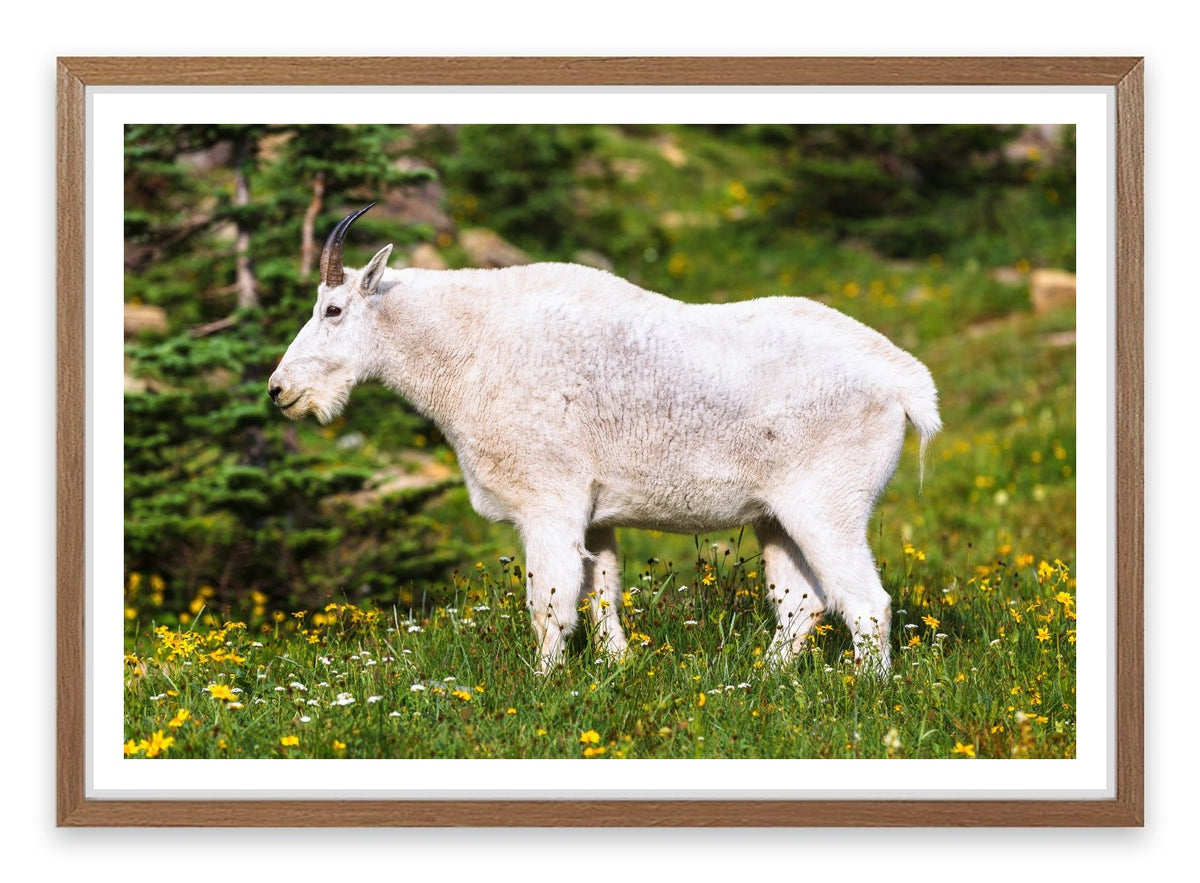 Billy goat gruff
