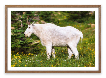 Billy goat gruff