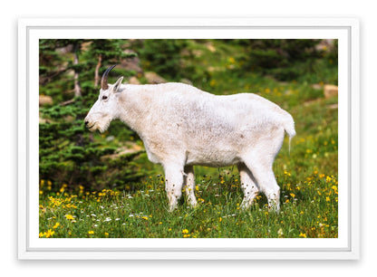 Billy goat gruff