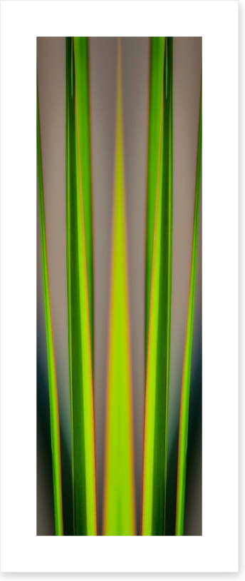 Dracaena leaves