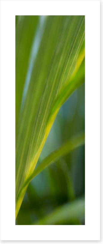 Golden cane