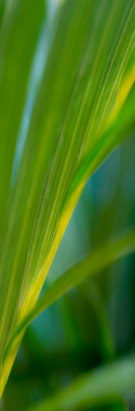 Golden cane