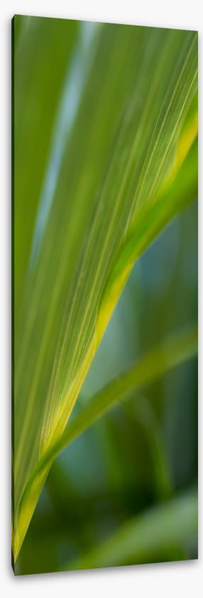 Golden cane