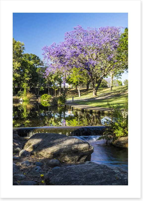 Morning Jacaranda