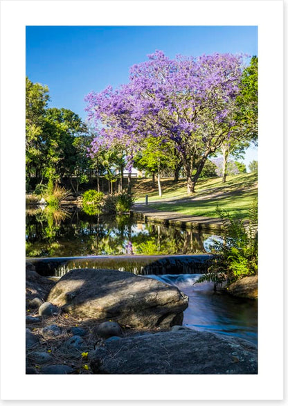 Morning Jacaranda