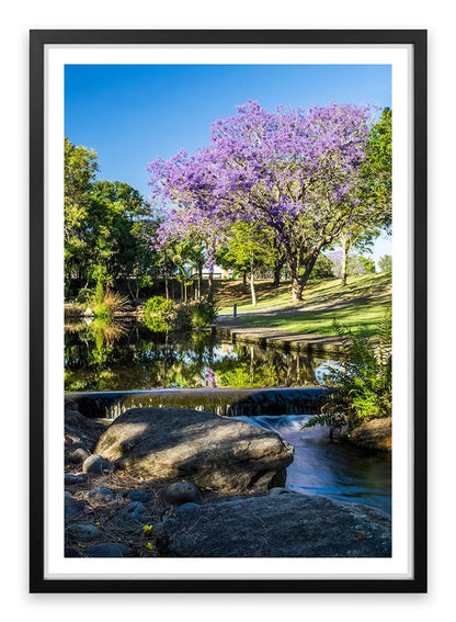 Morning Jacaranda