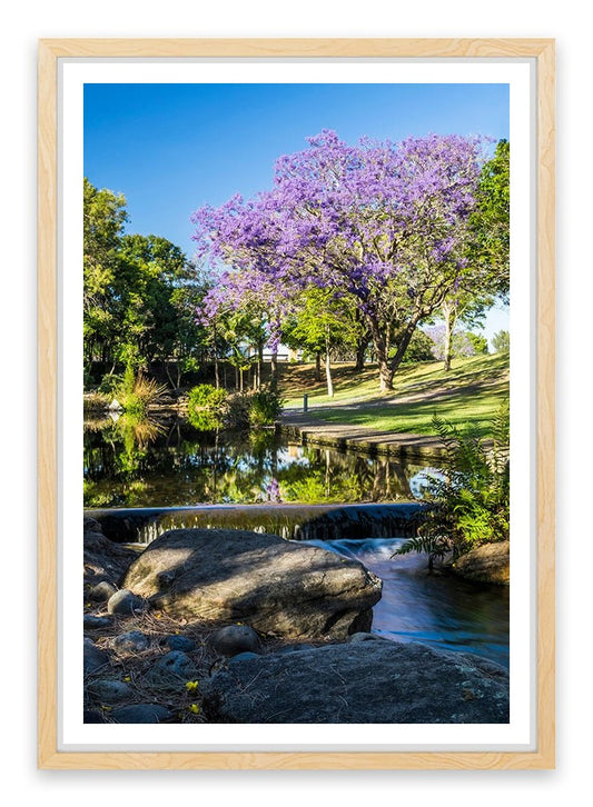 Morning Jacaranda