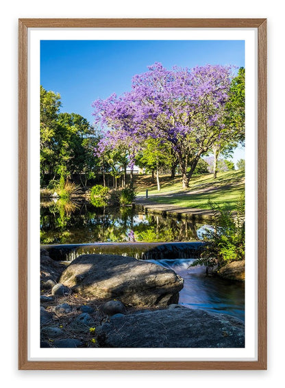 Morning Jacaranda