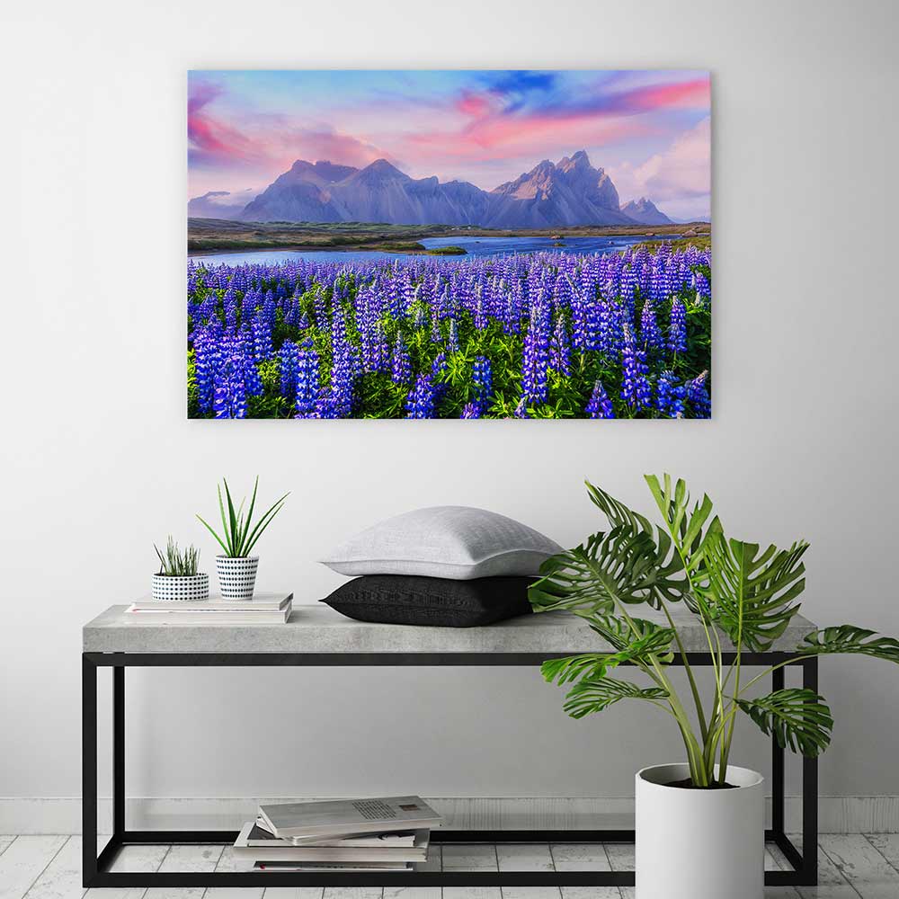 Icelandic lupine