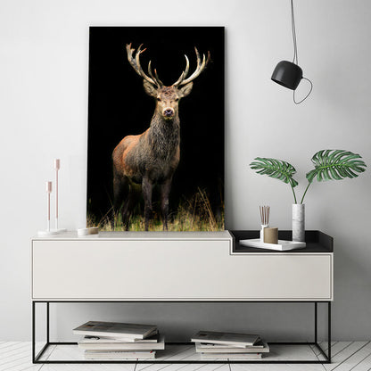 Deer in the night