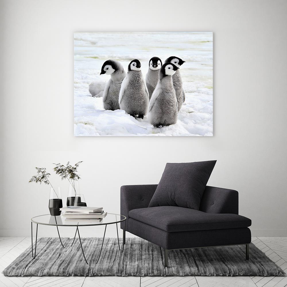 Penguin playdate