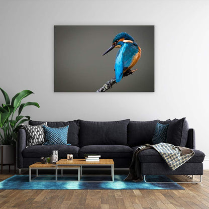 Kingfisher perched