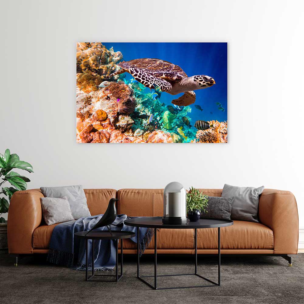 Hawksbill turtle