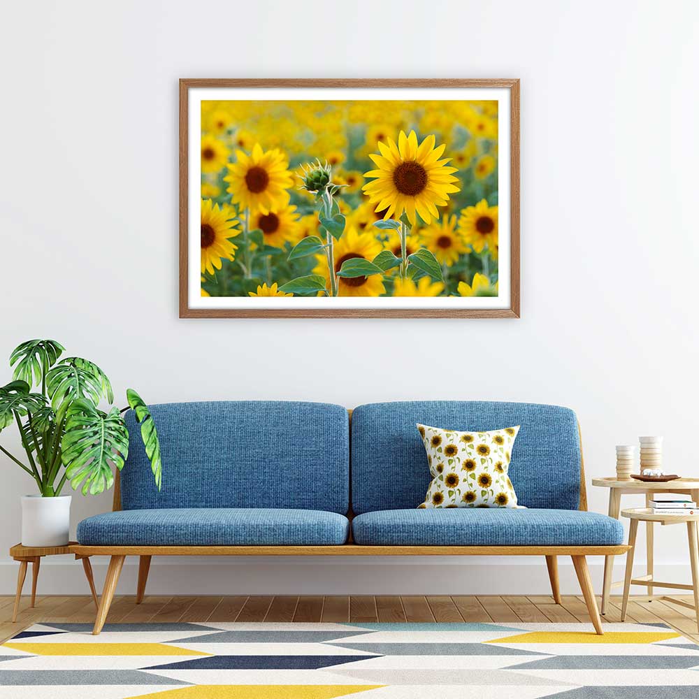 Sunflower field