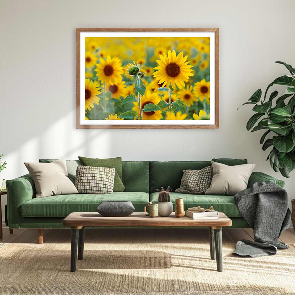 Sunflower field