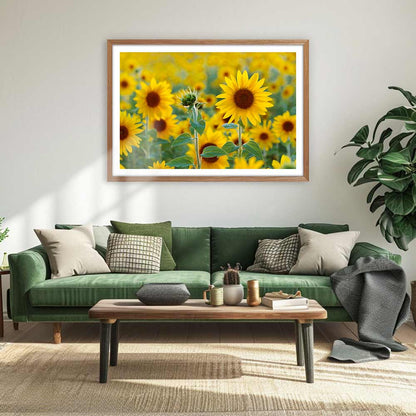 Sunflower field