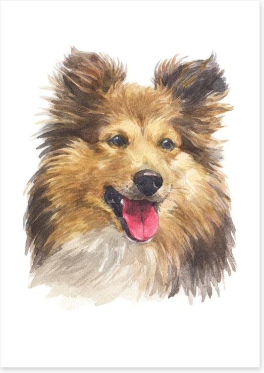 Shetland sheepdog