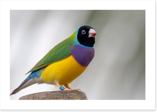 Lady Gouldian finch