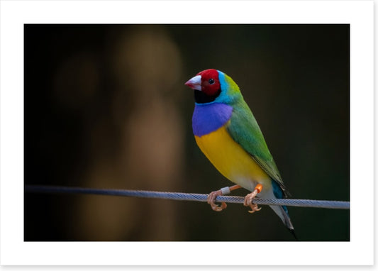 Colourful Gouldian finch