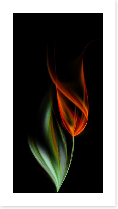 One orange tulip (Custom)
