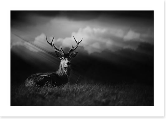 Stag in the sunlight (Custom)