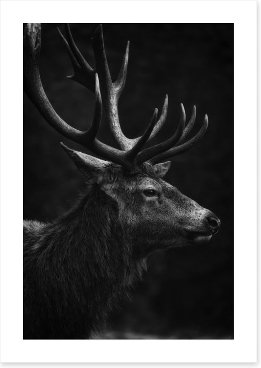 Stag night (Custom)