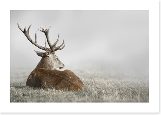Stag in the fog (Custom)