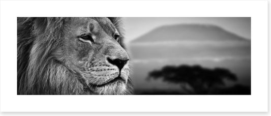 The lion at Mount Kilimanjaro sunset (Custom)