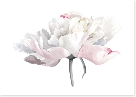 White and pale pink peony