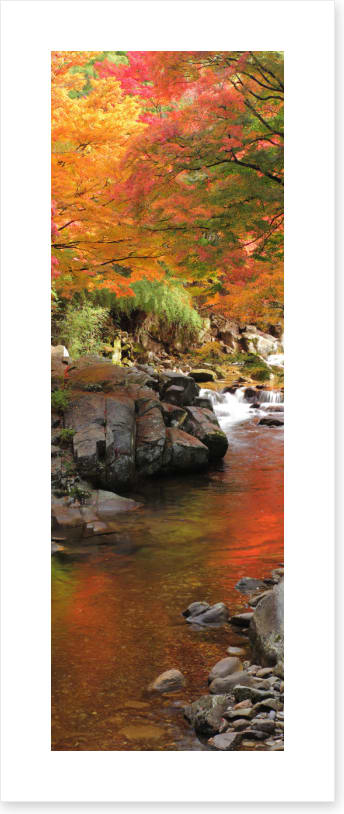 Autumn maple stream (Custom)