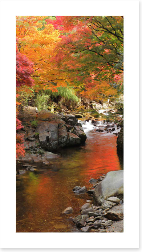 Autumn maple stream (Custom 2)