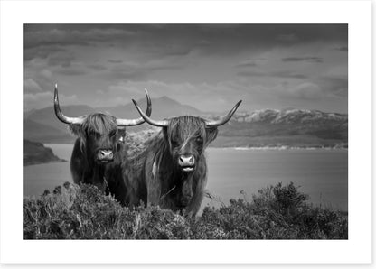 Highland cattle (Custom)