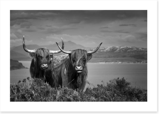 Highland cattle (Custom)