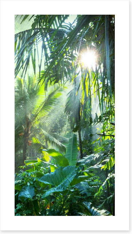 Deep in the jungle (Custom)